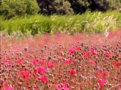 خیلی خیلی کوچک (1) (کرم ابریشم شهر، پروانه مزرعه)